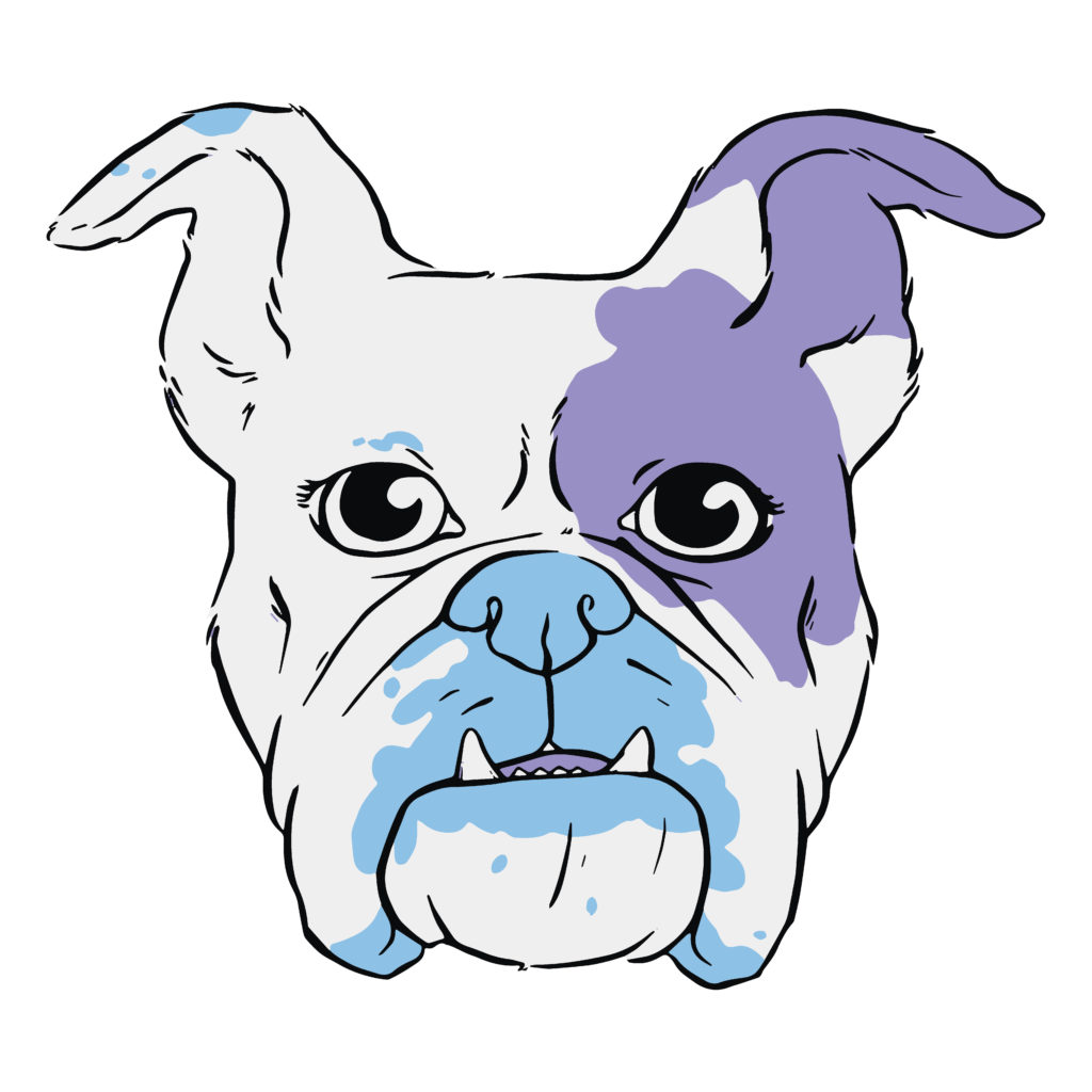 an english bulldog's curious face looks out, ears up and tongue very slightly peeking out. She has purple and blue markings.